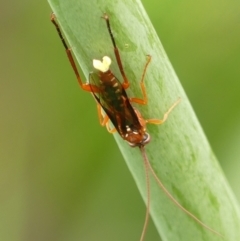 Lissopimpla excelsa at Braemar - 29 Dec 2023 by Curiosity