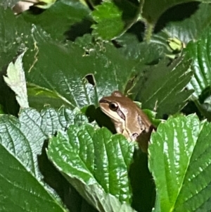 Litoria verreauxii verreauxii at Spence, ACT - 7 Jan 2024 07:58 AM