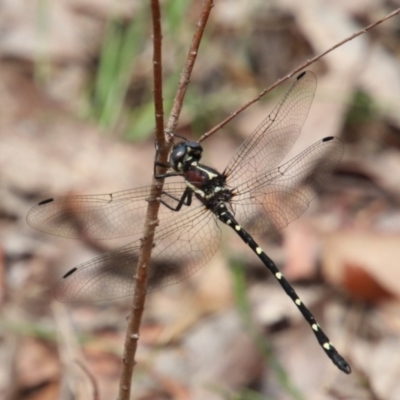 Unidentified Dragonfly (Anisoptera) at Alpine, NSW - 7 Jan 2024 by JanHartog