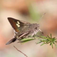 Mesodina halyzia (Eastern Iris-skipper) at Upper Nepean - 6 Jan 2024 by JanHartog