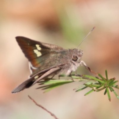 Mesodina halyzia (Eastern Iris-skipper) at Upper Nepean - 7 Jan 2024 by JanHartog