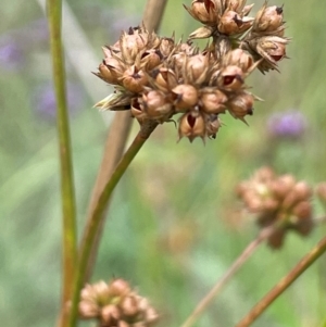 Juncus vaginatus at Uriarra Recreation Reserve - 8 Jan 2024 05:47 PM