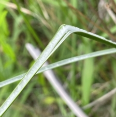 Juncus vaginatus at Uriarra Recreation Reserve - 8 Jan 2024 05:47 PM