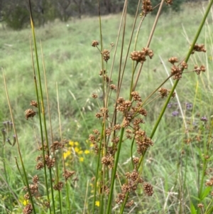 Juncus vaginatus at Uriarra Recreation Reserve - 8 Jan 2024 05:47 PM