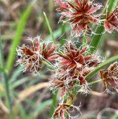 Cyperus lhotskyanus (A Sedge) at Strathnairn, ACT - 8 Jan 2024 by JaneR