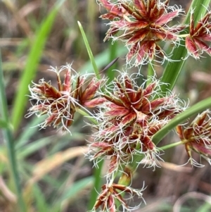 Cyperus lhotskyanus at Uriarra Recreation Reserve - 8 Jan 2024 05:53 PM