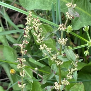 Rumex conglomeratus at Uriarra Recreation Reserve - 8 Jan 2024 06:02 PM