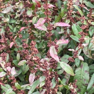 Rumex conglomeratus at Uriarra Recreation Reserve - 8 Jan 2024 06:02 PM