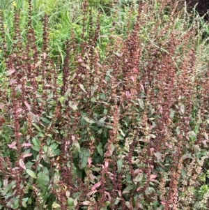 Rumex conglomeratus at Uriarra Recreation Reserve - 8 Jan 2024 06:02 PM