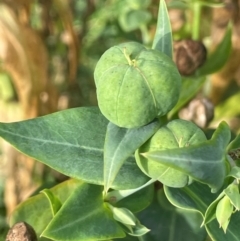 Euphorbia lathyris (Caper Spurge) at Strathnairn, ACT - 8 Jan 2024 by JaneR