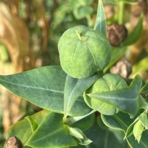 Euphorbia lathyris at Uriarra Recreation Reserve - 8 Jan 2024