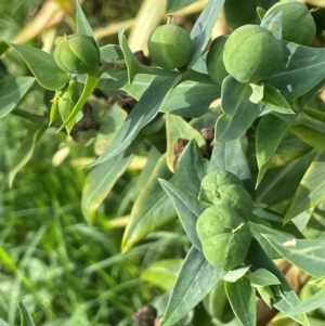 Euphorbia lathyris at Uriarra Recreation Reserve - 8 Jan 2024 06:26 PM