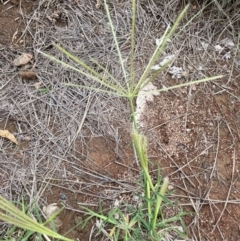 Chloris truncata (Windmill Grass) at Uriarra Recreation Reserve - 8 Jan 2024 by JaneR