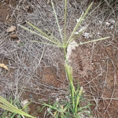 Chloris truncata (Windmill Grass) at Strathnairn, ACT - 8 Jan 2024 by JaneR