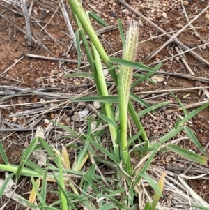 Chloris truncata at Uriarra Recreation Reserve - 8 Jan 2024