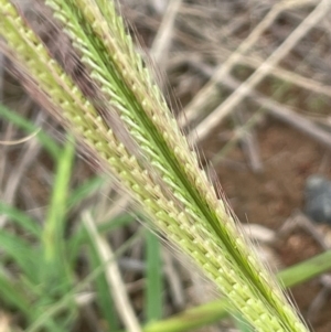 Chloris truncata at Uriarra Recreation Reserve - 8 Jan 2024