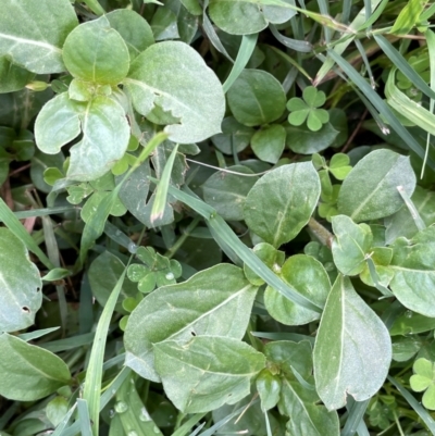 Alternanthera pungens (Khaki Weed) at Strathnairn, ACT - 8 Jan 2024 by JaneR