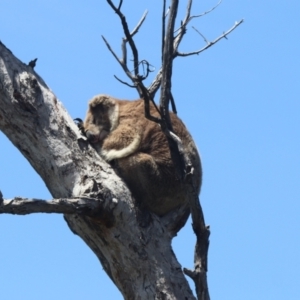 Phascolarctos cinereus at Raymond Island, VIC - 31 Dec 2023