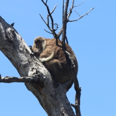Phascolarctos cinereus (Koala) at Raymond Island, VIC - 31 Dec 2023 by HappyWanderer