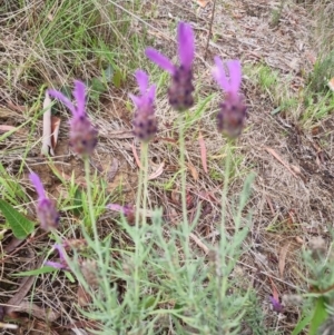 Lavandula stoechas at GG210 - 8 Jan 2024 06:02 PM