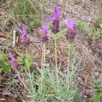 Lavandula stoechas (Spanish Lavender or Topped Lavender) at Caladenia Forest, O'Connor - 8 Jan 2024 by jpittock