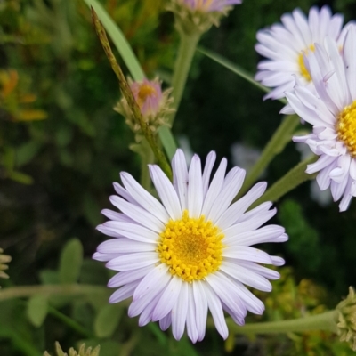 Olearia frostii (Bogong Daisy-Bush) at Alpine National Park - 30 Dec 2023 by HappyWanderer