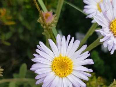 Olearia frostii (Bogong Daisy-Bush) at Alpine Shire - 30 Dec 2023 by HappyWanderer