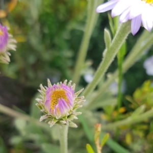 Olearia frostii at Alpine Shire - 30 Dec 2023