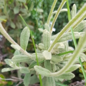 Olearia frostii at Alpine Shire - 30 Dec 2023