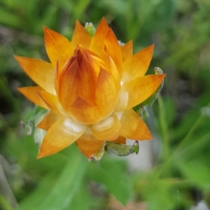 Xerochrysum subundulatum at Alpine National Park - 30 Dec 2023