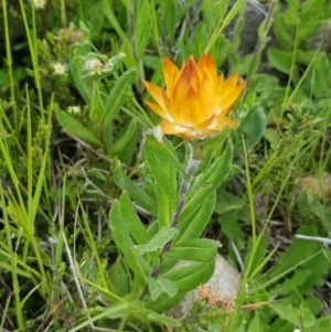 Xerochrysum subundulatum at Alpine National Park - 30 Dec 2023 01:48 PM