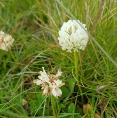 Trifolium repens (White Clover) at Alpine National Park - 30 Dec 2023 by HappyWanderer