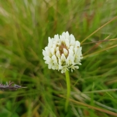 Trifolium repens at Alpine National Park - 30 Dec 2023 01:48 PM