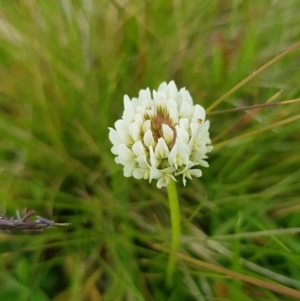 Trifolium repens at Alpine National Park - 30 Dec 2023 01:48 PM