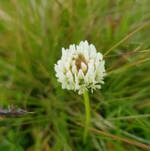 Trifolium repens at Alpine National Park - 30 Dec 2023