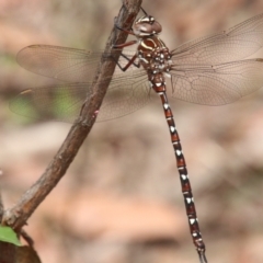 Austroaeschna unicornis (Unicorn Darner) at Wingecarribee Local Government Area - 7 Jan 2024 by JanHartog