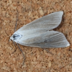 Unidentified Pyralid or Snout Moth (Pyralidae & Crambidae) at Moruya, NSW - 8 Jan 2024 by LisaH