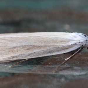 Scirpophaga imparellus at Moruya, NSW - suppressed