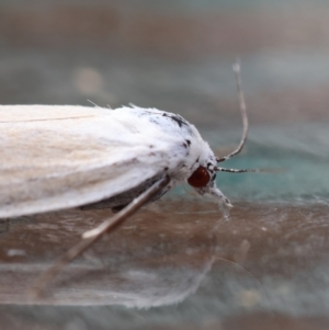 Scirpophaga imparellus at Moruya, NSW - suppressed