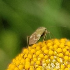 Unidentified True bug (Hemiptera, Heteroptera) at Alpine Shire - 30 Dec 2023 by HappyWanderer