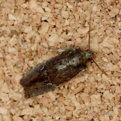 Unidentified Moth (Lepidoptera) at Moruya, NSW - 8 Jan 2024 by LisaH