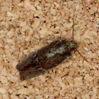 Elusa oenolopha (A Noctuid moth (Hadeninae) by LisaH