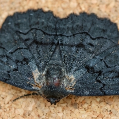 Melanodes anthracitaria (Black Geometrid) at Moruya, NSW - 9 Jan 2024 by LisaH