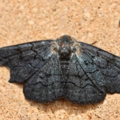 Melanodes anthracitaria at Moruya, NSW - 9 Jan 2024