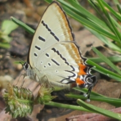 Jalmenus evagoras (Imperial Hairstreak) at Tharwa, ACT - 6 Jan 2024 by Christine