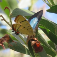 Jalmenus evagoras at Gibraltar Pines - 6 Jan 2024