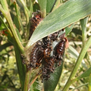 Jalmenus evagoras at Gibraltar Pines - 6 Jan 2024