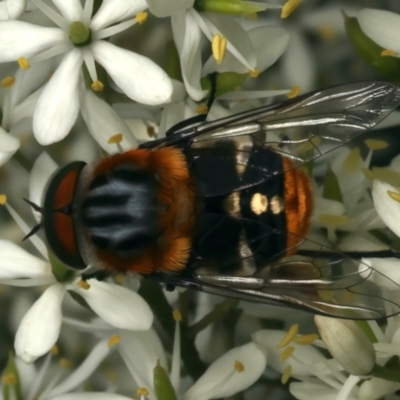 Scaptia (Scaptia) auriflua (A flower-feeding march fly) at Ainslie, ACT - 8 Jan 2024 by jb2602