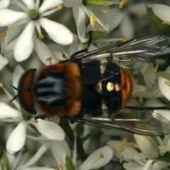 Scaptia (Scaptia) auriflua (A flower-feeding march fly) at Mount Ainslie - 8 Jan 2024 by jb2602