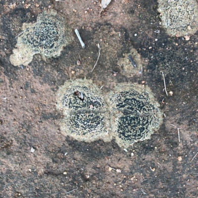 Lichen - crustose at Hughes Garran Woodland - 9 Jan 2024 by ruthkerruish